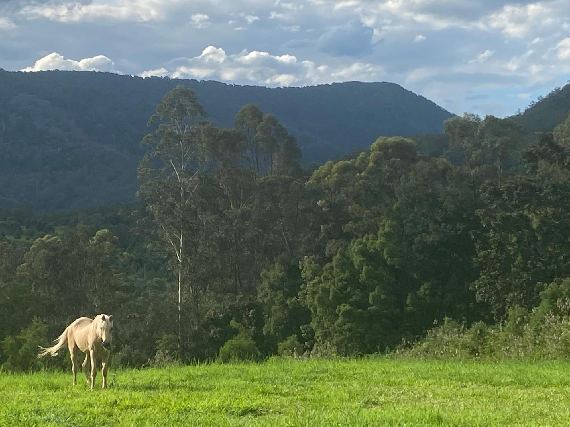 Nimbin Waterfall Retreat Exterior foto